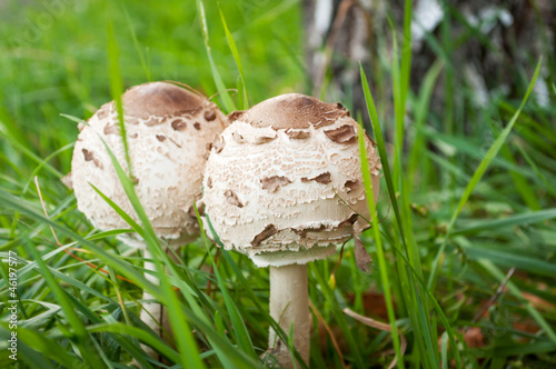 Parasol mushroom