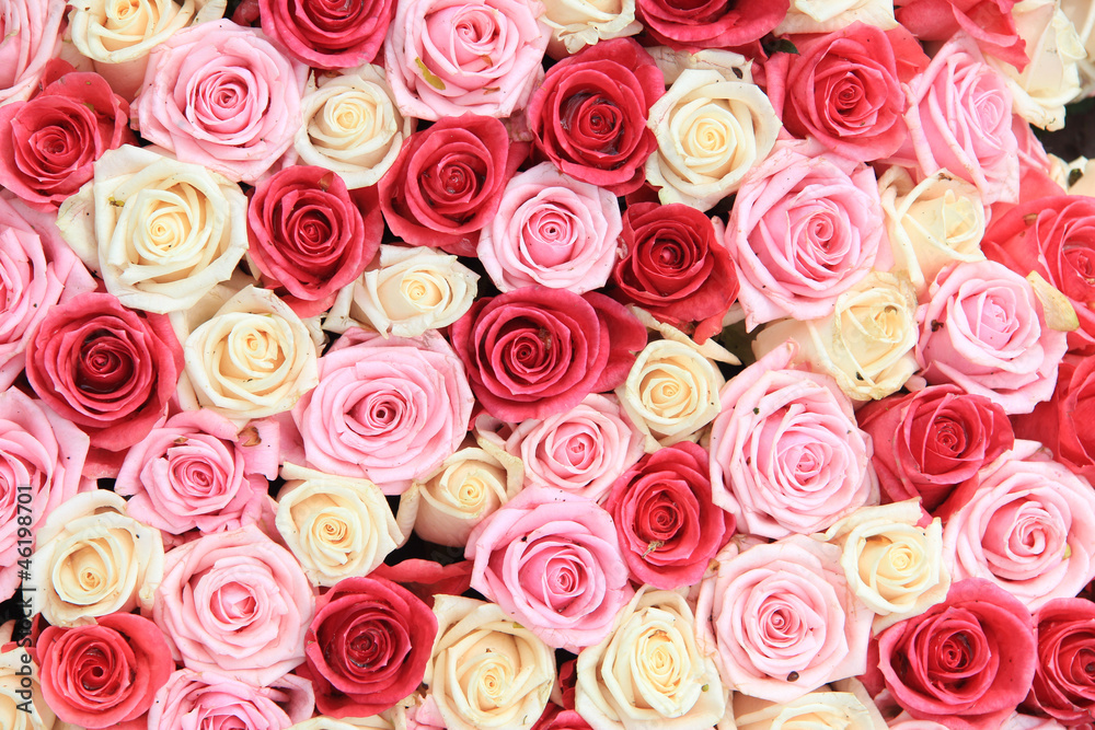 White and pink roses in arrangement