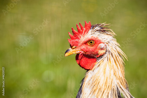 Huhn, Portrait