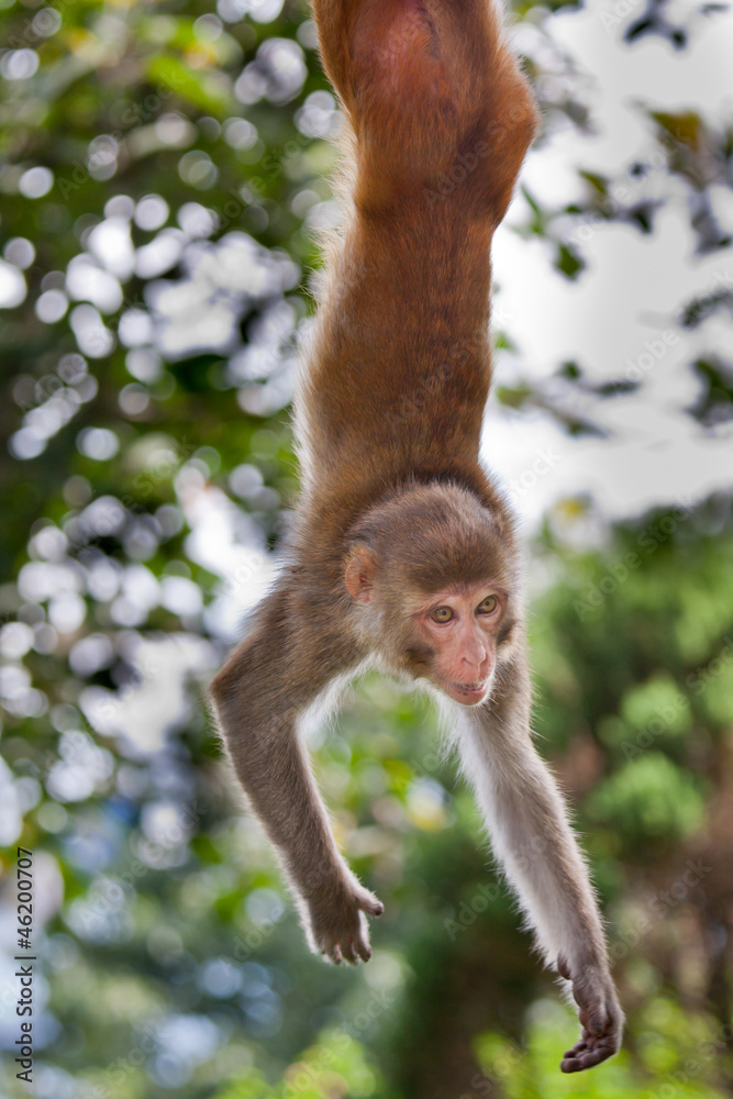 Naklejka premium monkey hanging