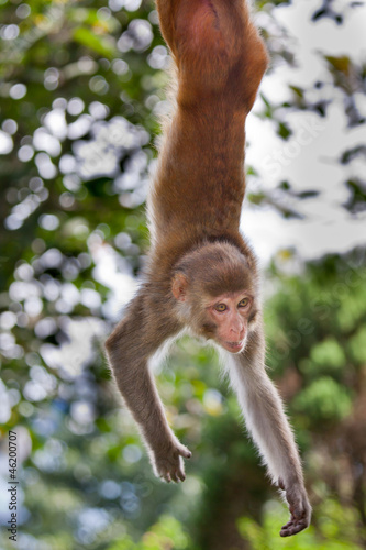Photography monkey hanging