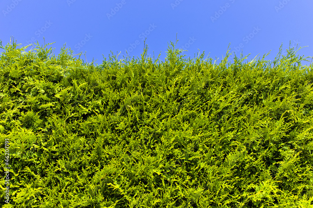 Blickdichte Hecke aus Thujen StockFoto Adobe Stock
