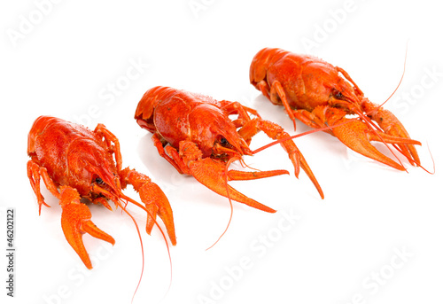 Tasty boiled crayfishes isolated on white