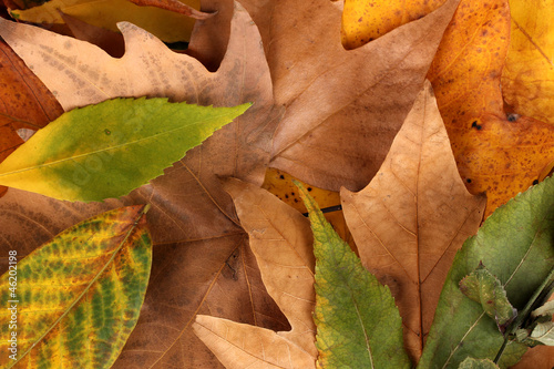Composition from yellow autumn leaves background
