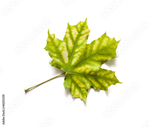 Autumn dry maple leaf on a ...