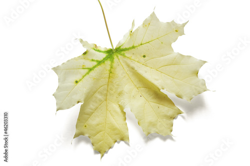 Autumn dry maple leaf on a ...