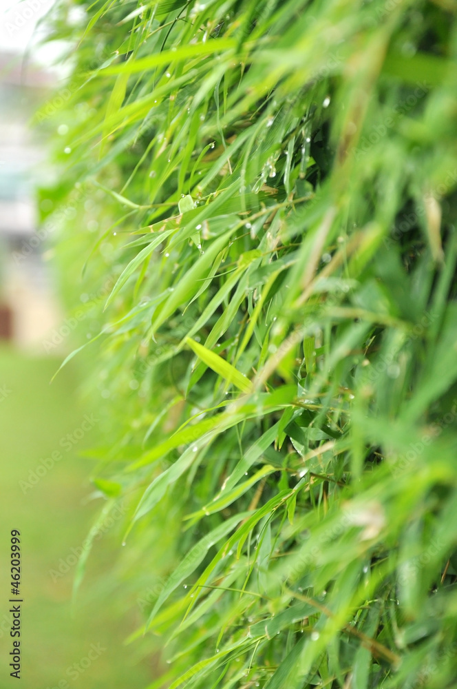 Obraz premium Bamboo after raining
