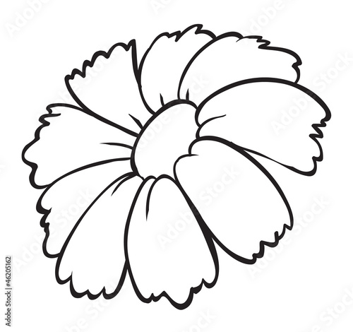 a flower sketch