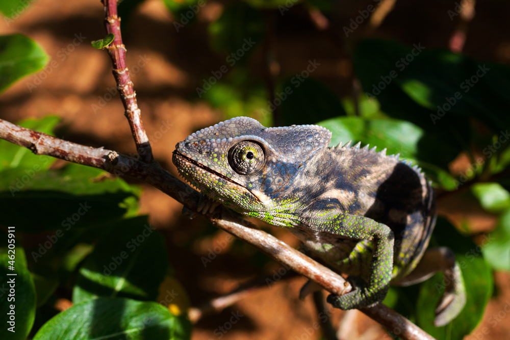 Obraz premium Chameleon