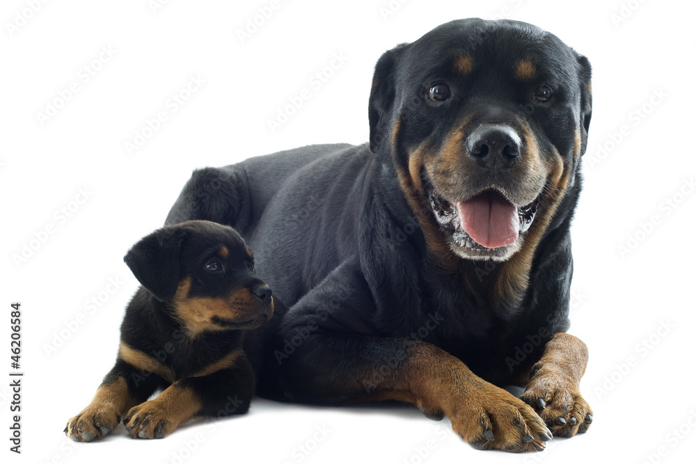 rottweilers