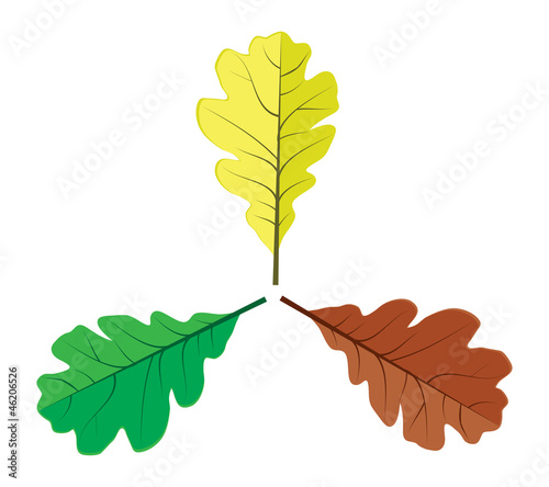 Three oak leaves