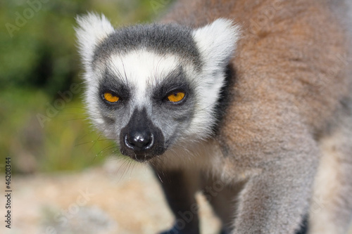 Lemur, Madagascar