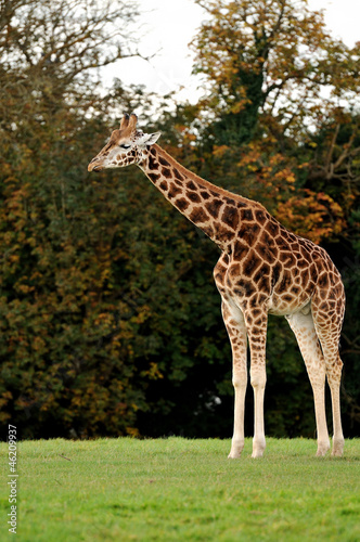 Giraffe