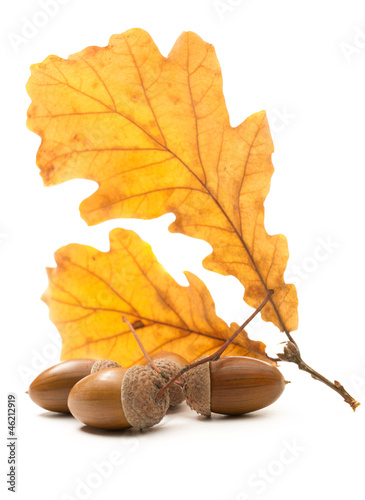 Fresh acorn with dried leaves