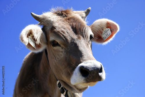 Kalb