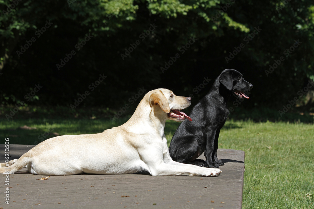 Labrador-Retriever Labrador-Retriever