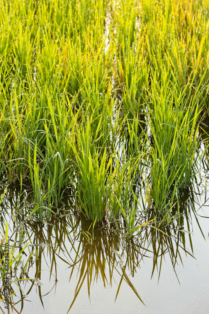 Fototapeta premium rice field near Tornaco, Piedmont, Italy