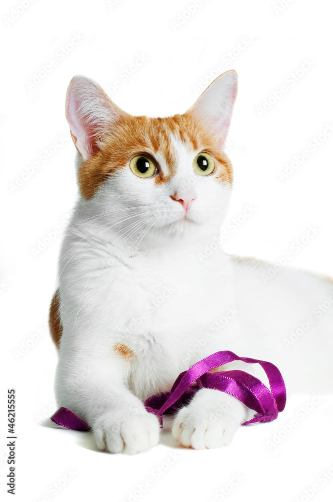 red and white cat with purple ribbon isolated