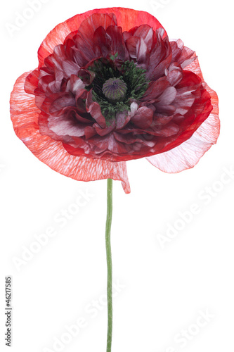 Fototapeta Naklejka Na Ścianę i Meble -  poppy