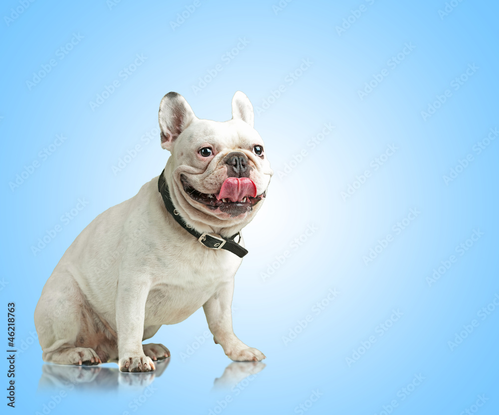 Portrait Of A Bulldog
