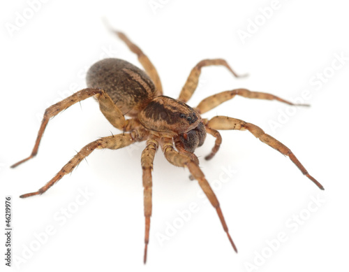 Live spider isolated on white background with shadow © Kondor83