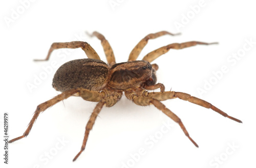 Live spider isolated on white background with shadow