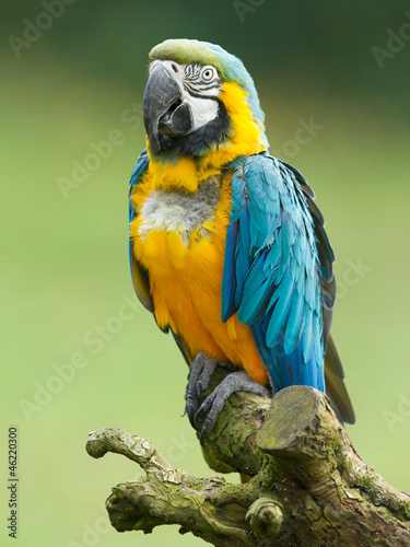 Close-up of a macaw parrot