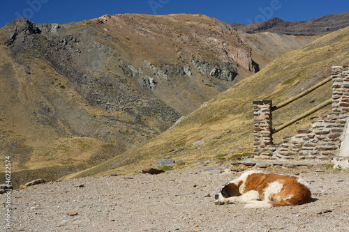 St Bernard dog resting on the slope in Sierra Nevada