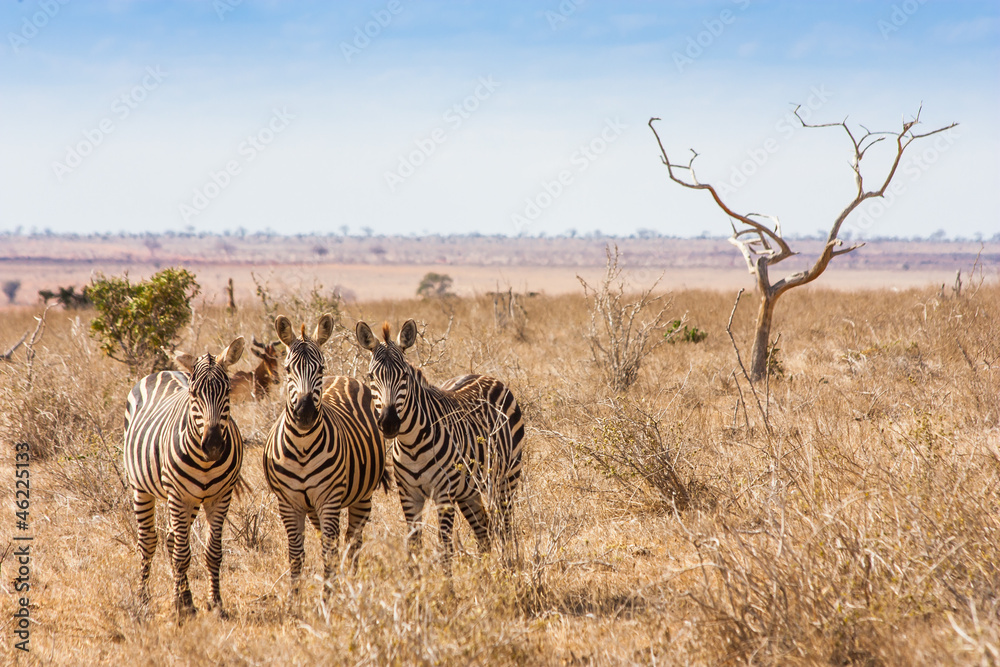 Obraz premium Zebras looking to the camera