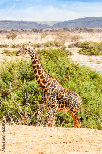 Free Giraffe in Kenya