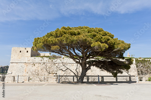 Tree near city wall of Mdina, Malta
