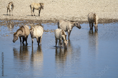 Fototapeta Naklejka Na Ścianę i Meble -  wild horses standing in river