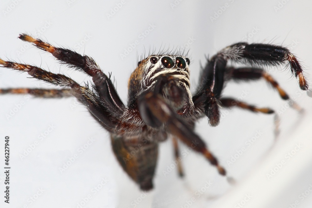 Fototapeta premium jumping spider