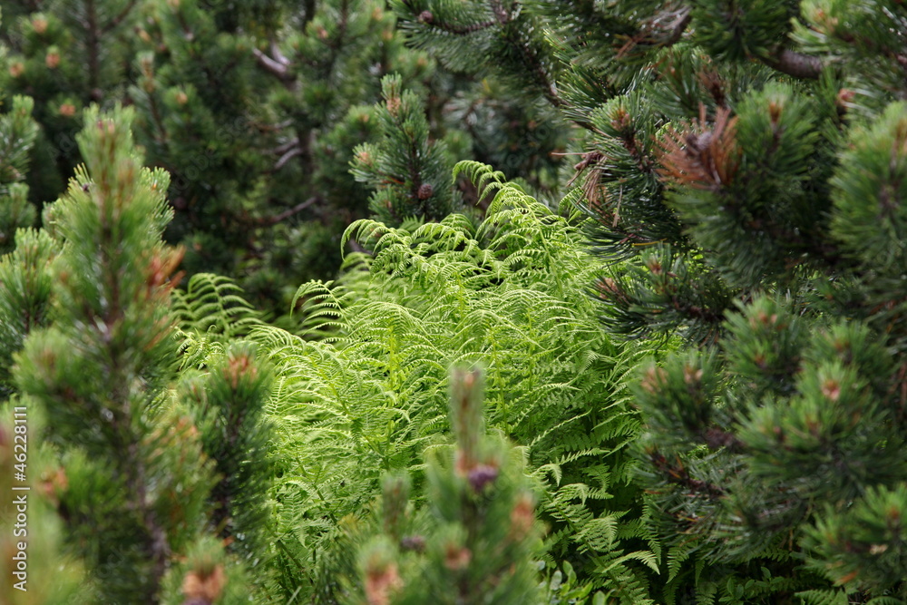 Naklejka premium Scrub - Chopok, Low Tatras (Slovakia)