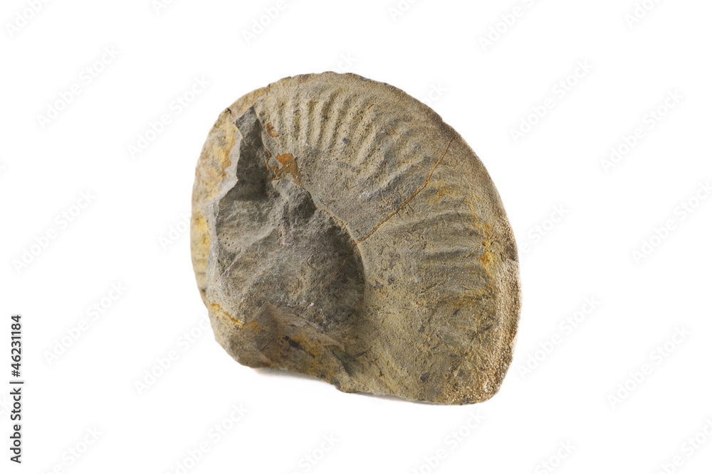 Fossil Fossil