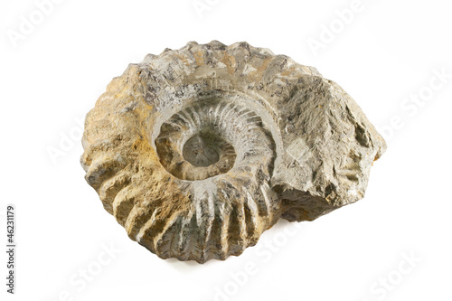 Fossil