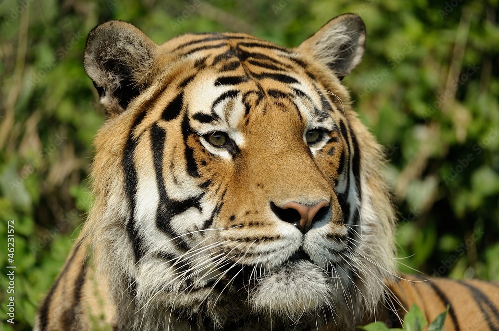 Tigre siberiana