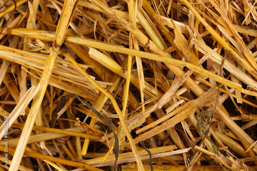 Golden hay close-up