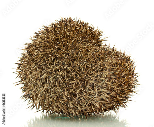 Hedgehog, isolated on white