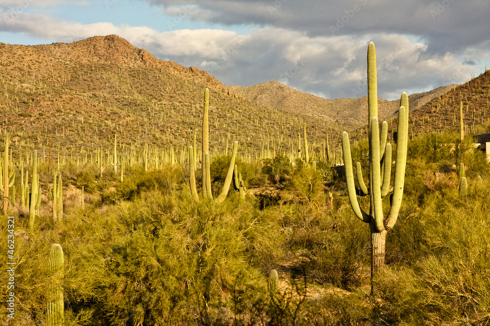 custom made wallpaper toronto digitalSaguaro National Park