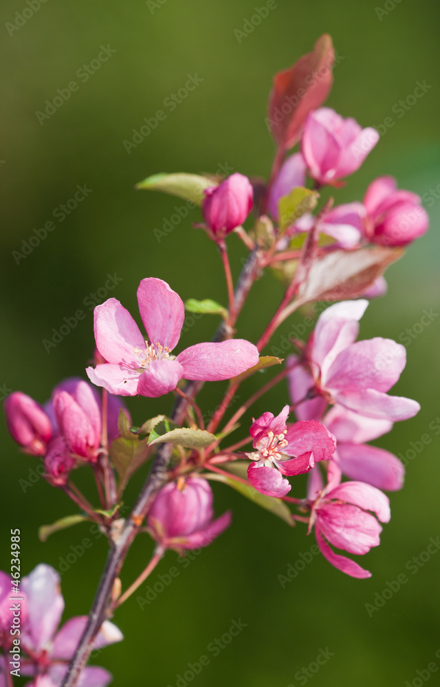 pink apple pink apple