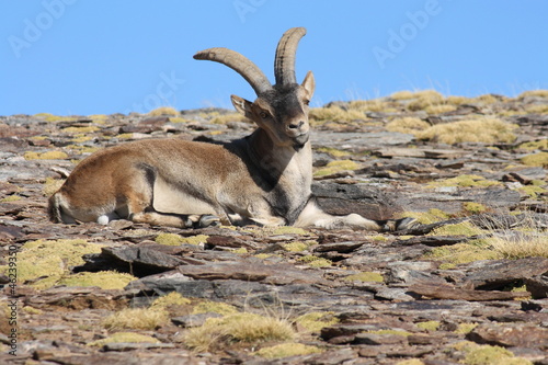Iberian Ibex