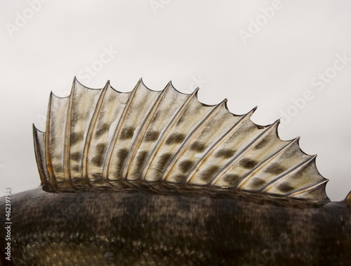 Dorsal fin of a walleye
