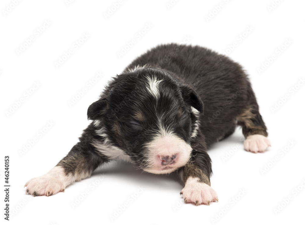 Australian Shepherd puppy, 10 days old Australian Shepherd puppy, 10 days old