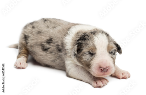 Australian Shepherd puppy, 10 days old