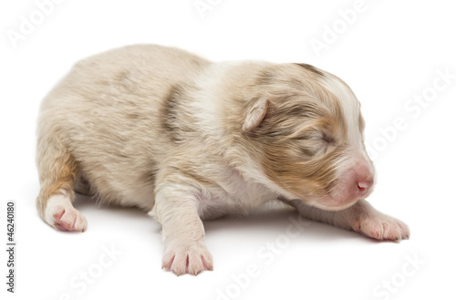Australian Shepherd puppy, 10 days old