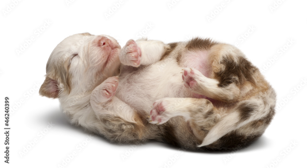 Australian Shepherd puppy, 16 days old Australian Shepherd puppy, 16 days old