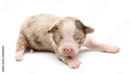 Australian Shepherd puppy, 14 days old