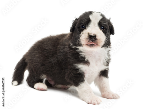 Australian Shepherd puppy, 22 days old