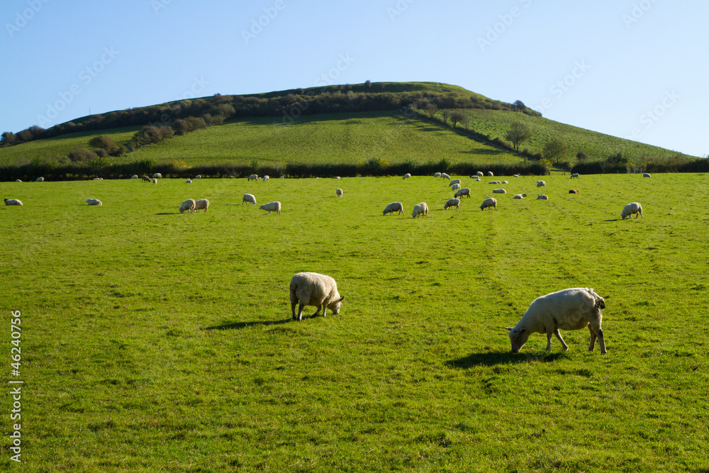 Sheep grazing on Brent Knoll Somerset Sheep grazing on Brent Knoll Somerset